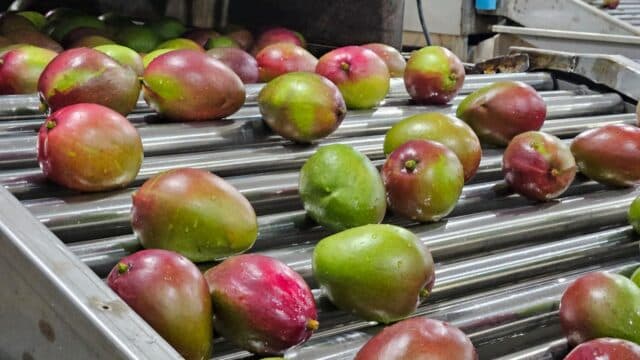Plantação de manga no Vale do São Francisco, em Pernambuco