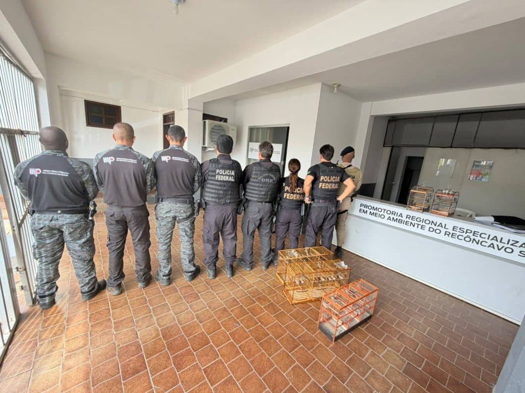 Pássaro silvestre com anilha de identificação na pata, símbolo de controle ambiental do Ibama