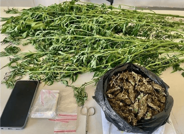 Petrolândia: denúncia leva PM a flagrante de plantação de maconha