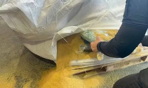Auditores da Receita Federal examinam sacas de soja no Porto de Salvador onde cocaína foi encontrada