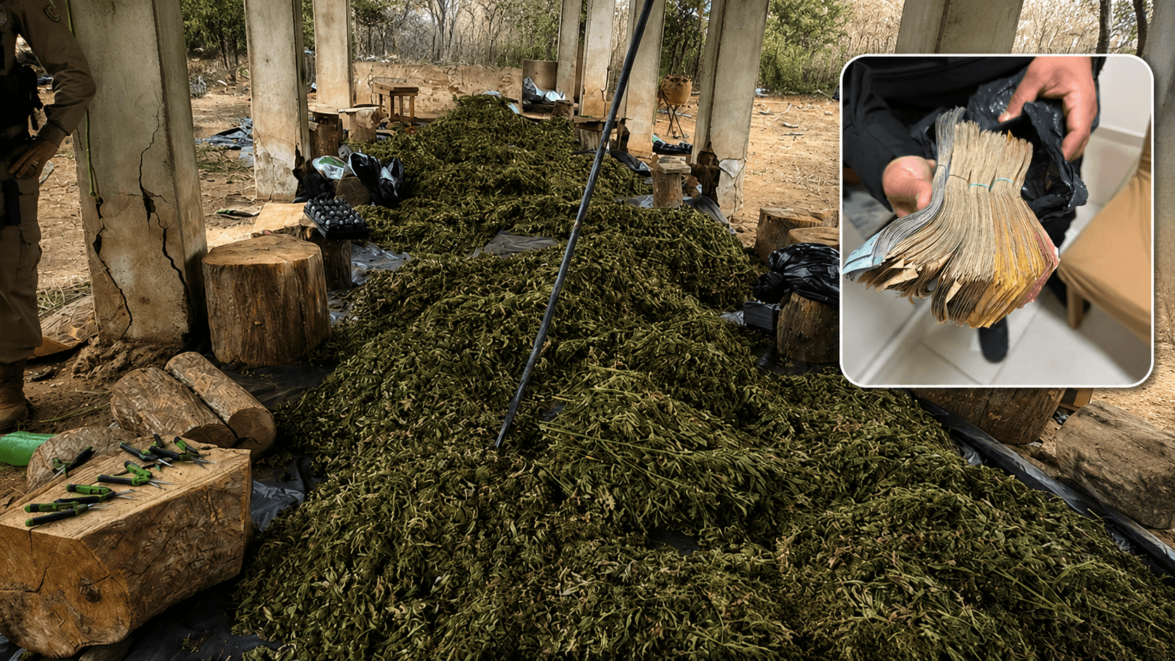 Juazeiro: PF desarticula rede de maconha, cumpre 13 mandados de prisão e bloqueia R$ 50 milhões