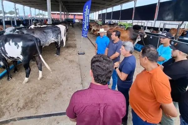 Produtor rural observa bezerra recém-nascida em pequena propriedade leiteira no Baixo São Francisco