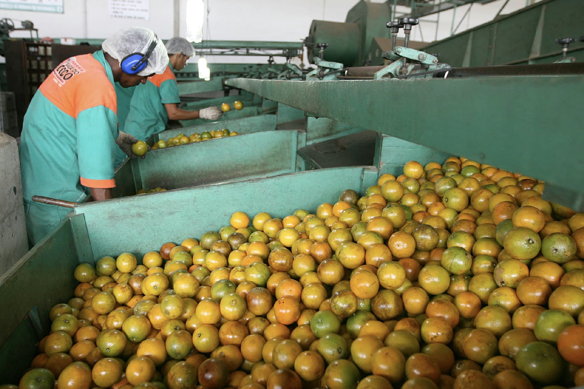 Pomar de laranja na Bahia com frutas maduras nos pés