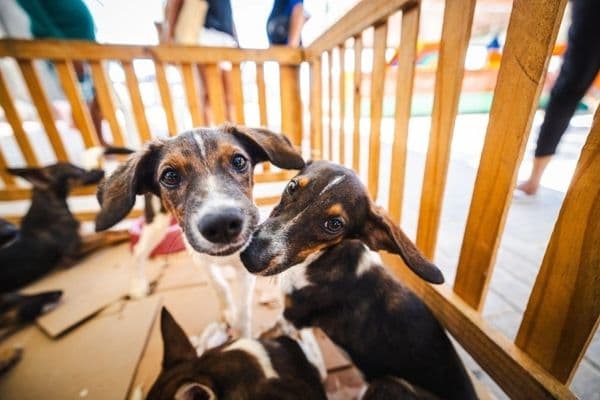 Cão escondido embaixo de cama com expressão de medo durante fogos de artifício