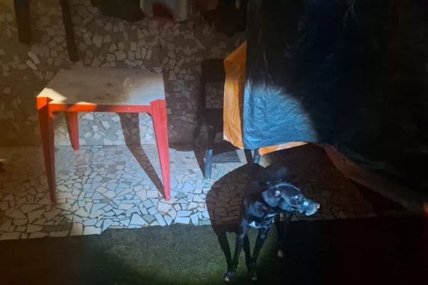 Cachorro resgatado após ter focinho amarrado com fita isolante em Maceió