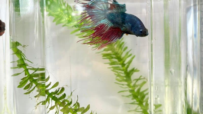 Peixe Betta splendens em aquário com plantas aquáticas
