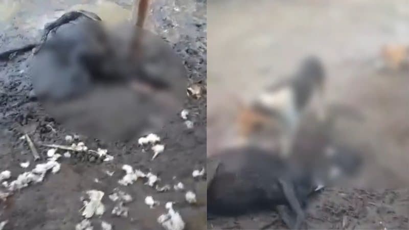 Ovelhas mortas encontradas na zona rural de Atalaia, Alagoas