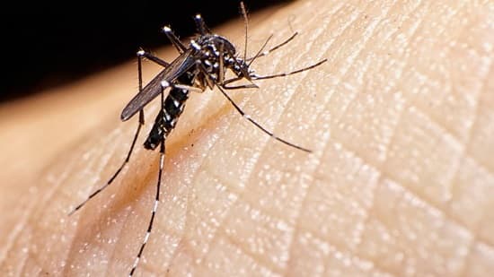 Agente de combate às endemias inspeciona possível criadouro do Aedes aegypti em residência de Sergipe