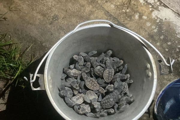 Filhotes de tartaruga marinha na areia de praia sendo direcionados ao mar