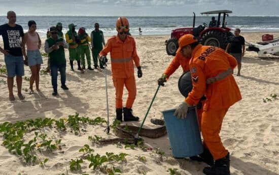 Jiboia capturada na Praia dos Artistas em Aracaju pelos bombeiros do CBMSE