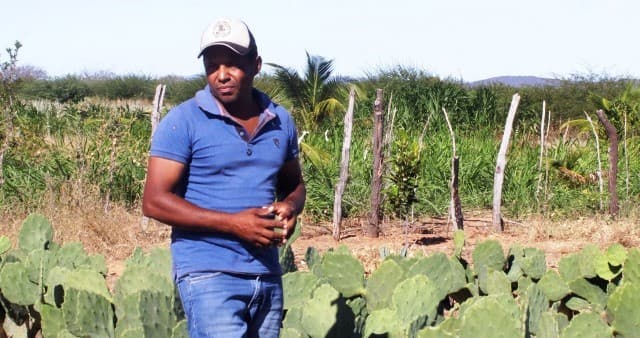 Agricultor familiar irrigando plantação de palma forrageira no semiárido de Petrolina