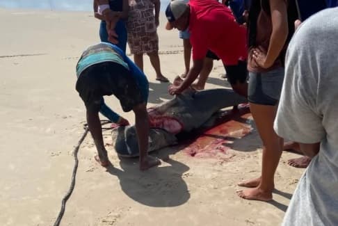 Tubarão-tigre capturado na Praia do Abaís em Estância, Sergipe