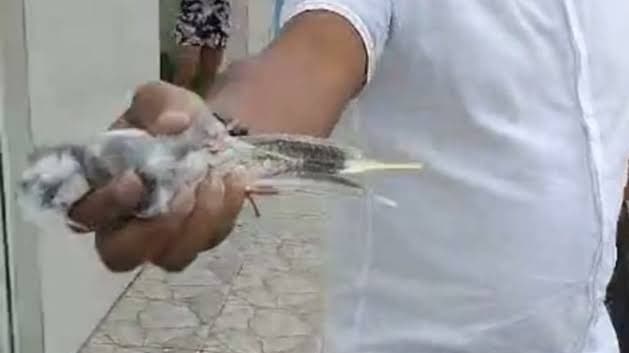 Calopsita em gaiola, ave de estimação semelhante à vítima do caso em Santo Antônio de Jesus