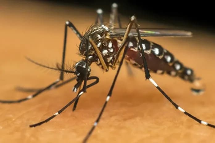 Mosquito Aedes aegypti, transmissor da chikungunya