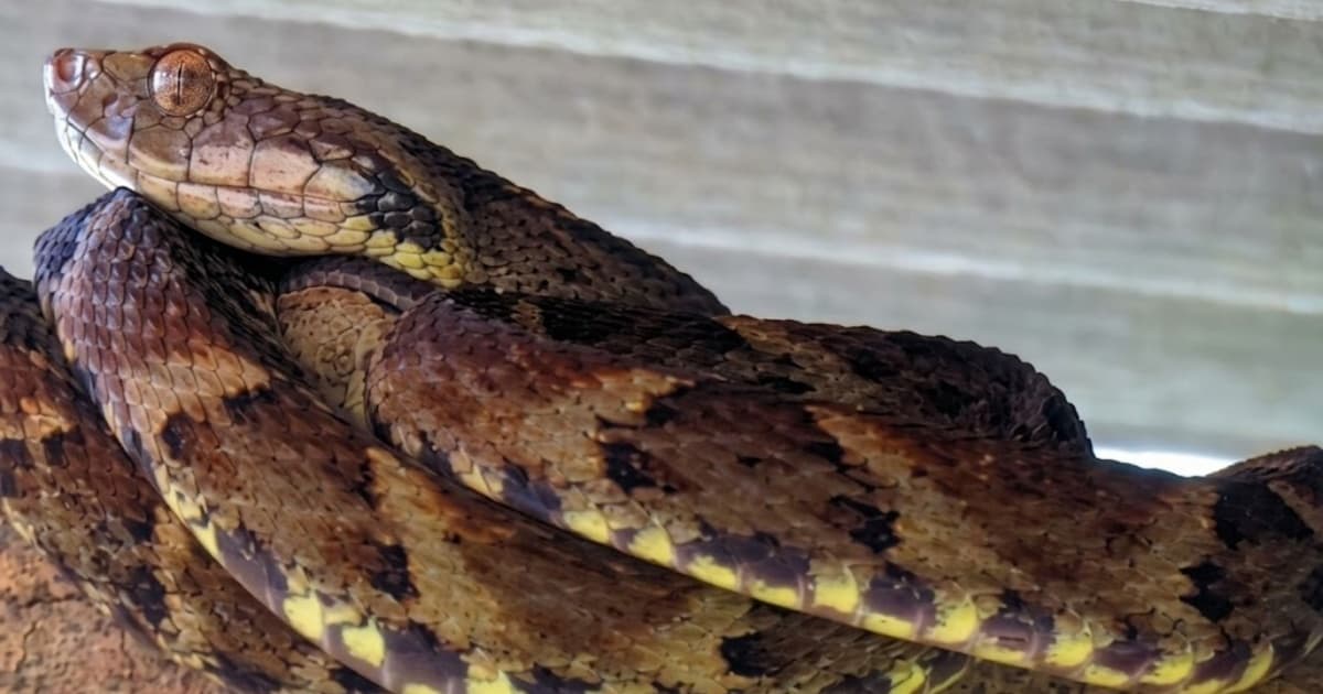 Serpente do gênero Bothrops (jararaca), espécie com mais registros de picadas na Bahia