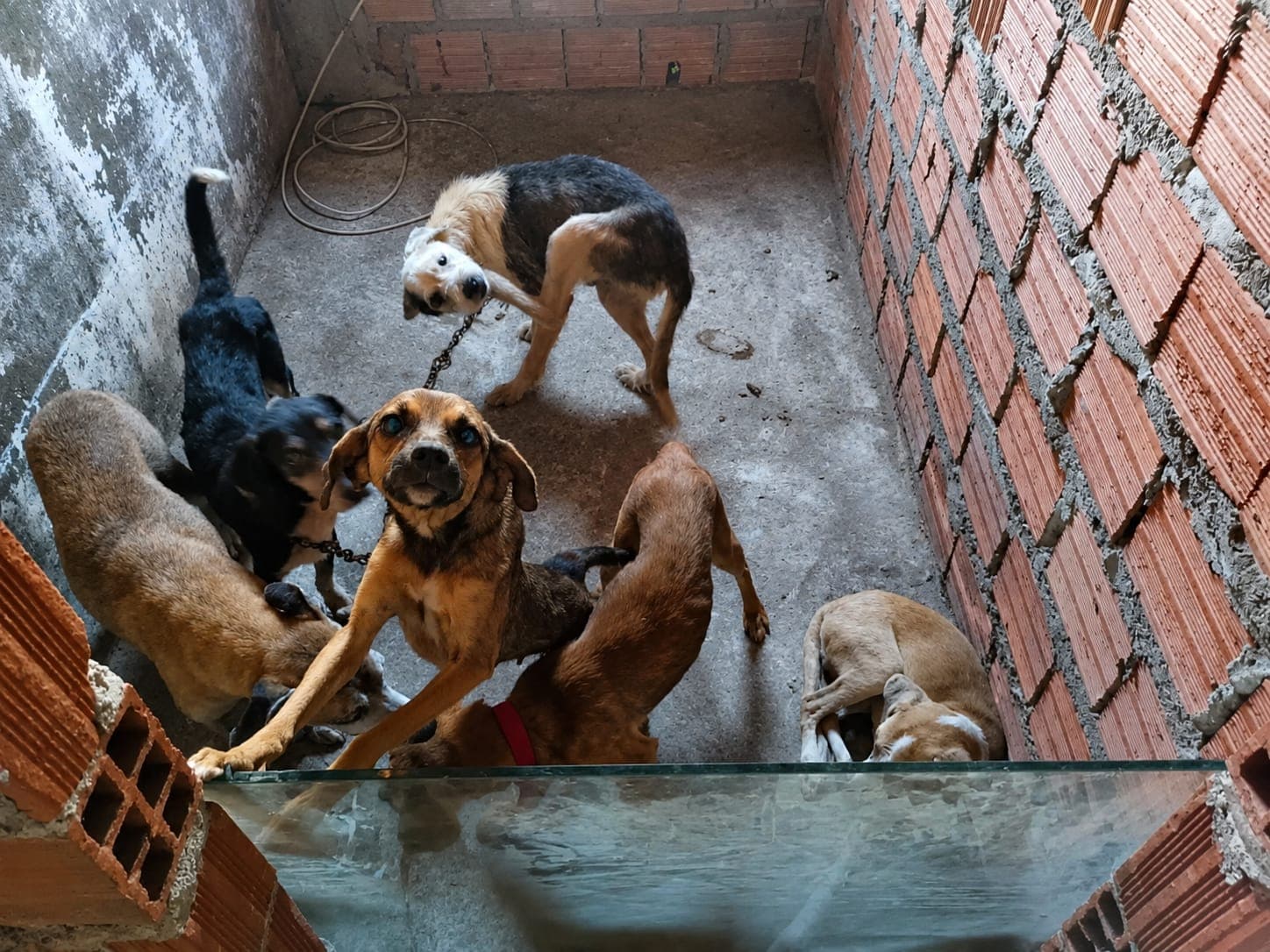 Policiais em frente a imóvel onde cães eram mantidos em condições precárias em Feira de Santana