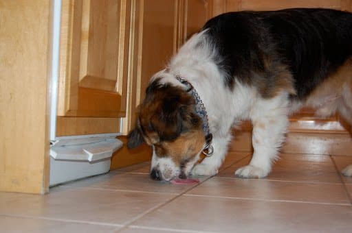 Cachorro deitado no chão lambendo a superfície do piso