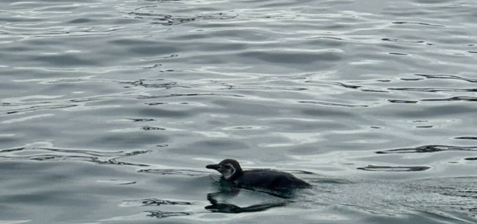 Pinguim-de-Magalhães resgatado na área portuária de Salvador, Bahia