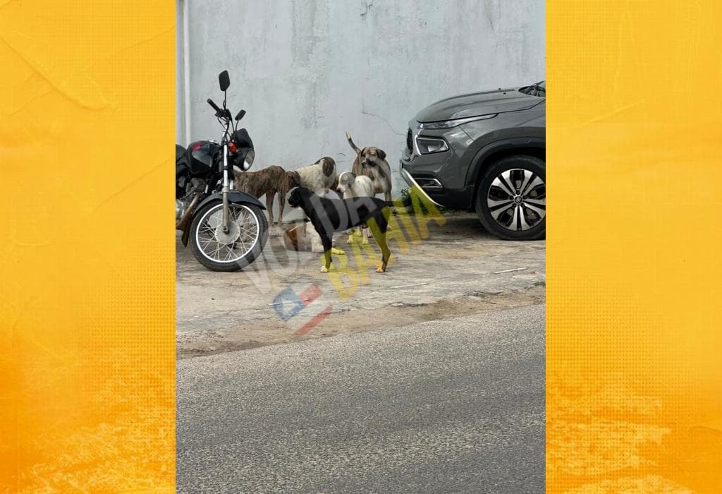 Cão solto em rua do bairro Maria Preta, em Santo Antônio de Jesus, Bahia