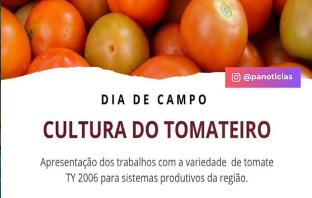 Produtor rural em plantação de tomate no Povoado Ludovico, em Paulo Afonso