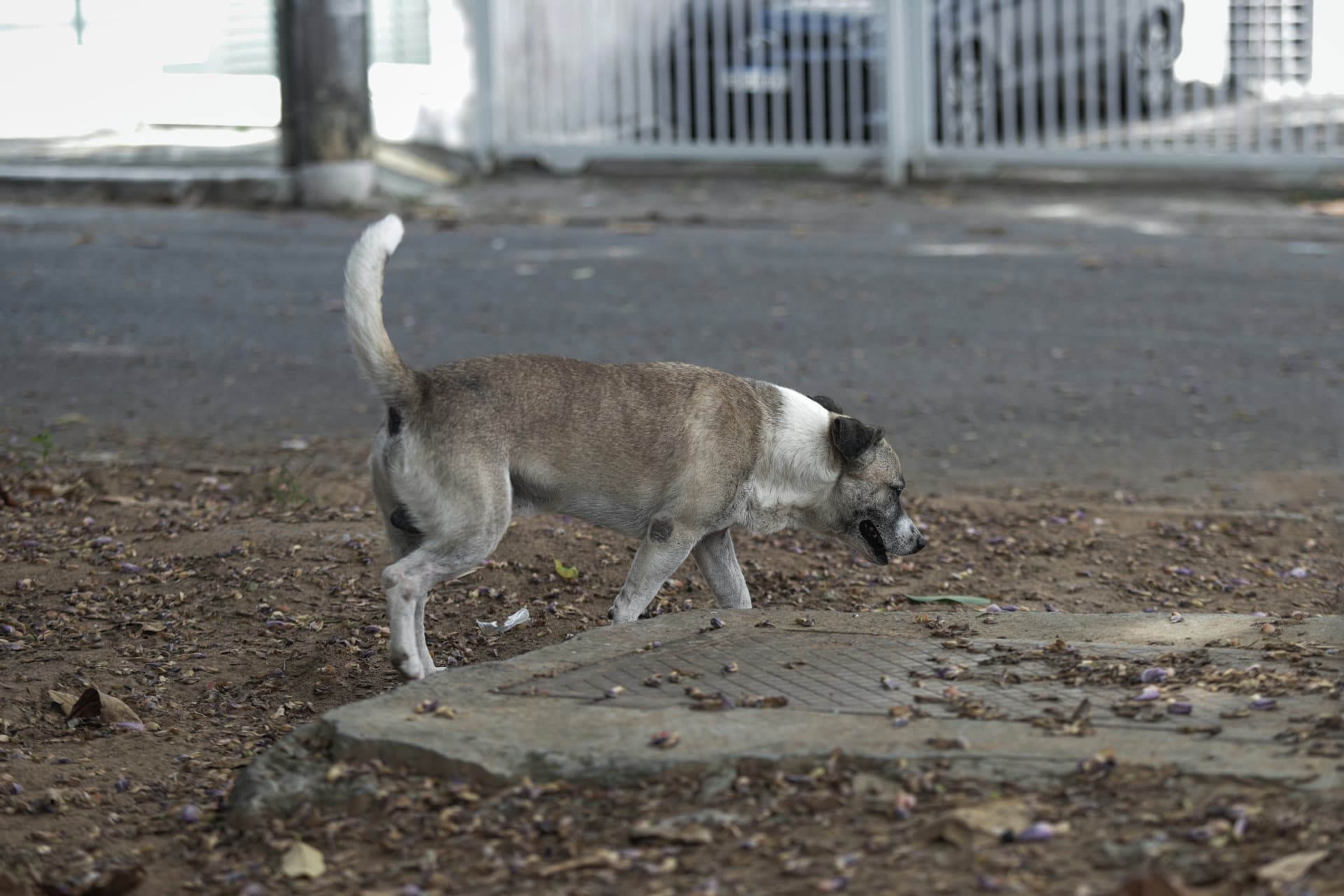 Cachorro em caixa de transporte em rodoviária, ilustrando regras para viagem de ônibus com animais