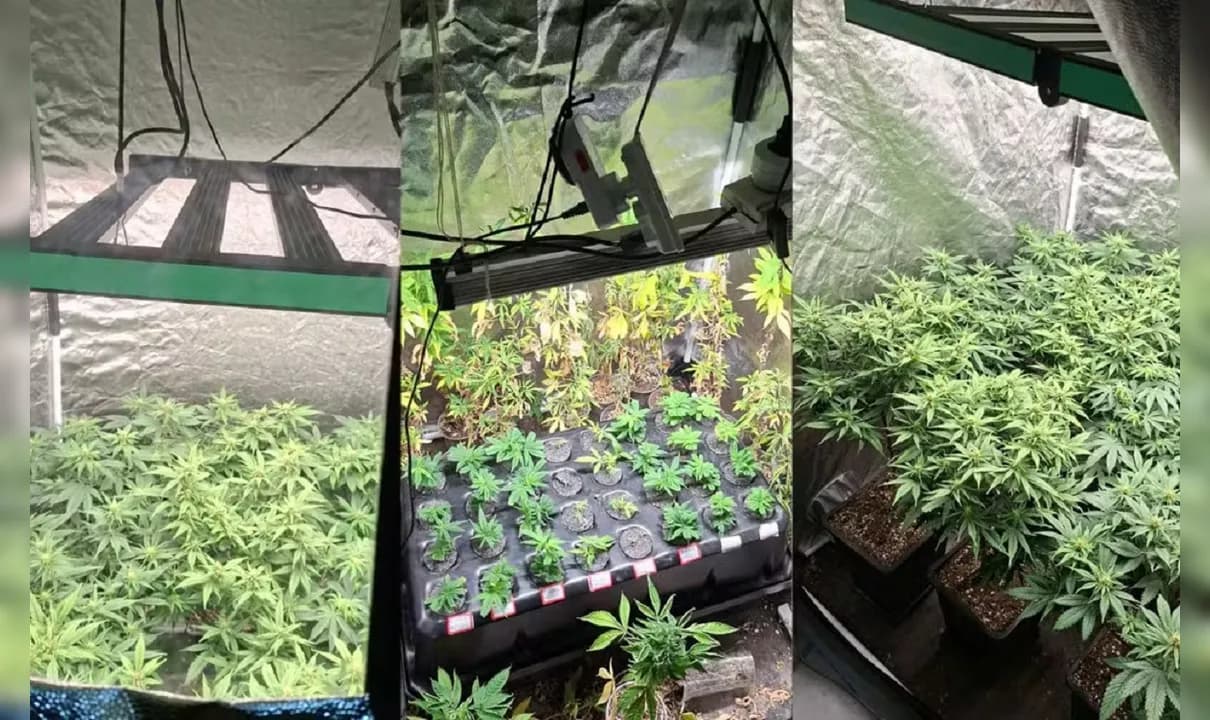 Três estufas com pés e mudas de maconha são encontradas dentro de apartamento em Salvador.