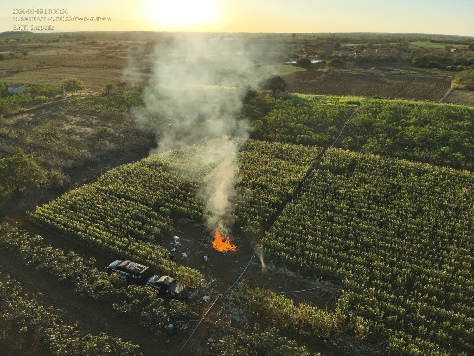 Plantação de maconha destruída pela Polícia Civil em Mulungu do Morro, na Chapada Diamantina