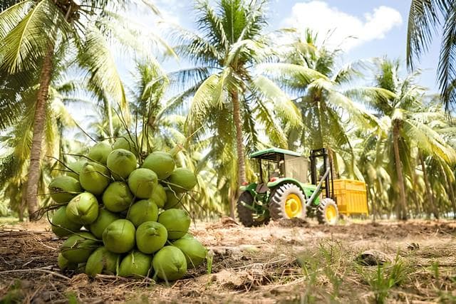 Coqueiros em plantação, tema da palestra sobre manejo de ácaros no simpósio de Petrolândia