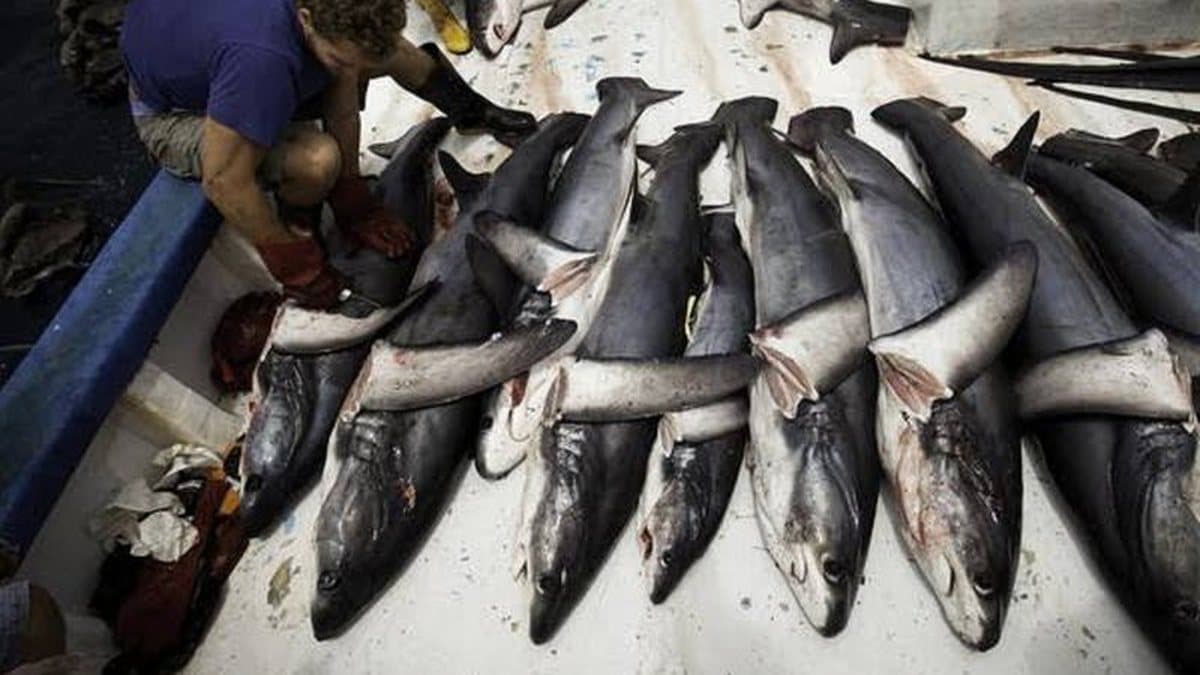 Prato de merenda escolar com peixe em escola pública brasileira