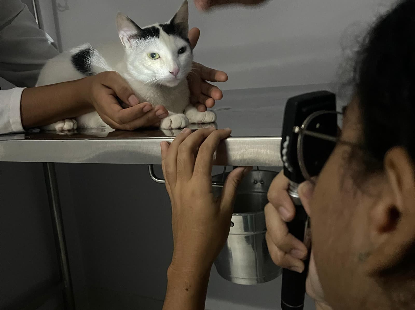 Veterinário examinando os olhos de um cão durante consulta oftalmológica