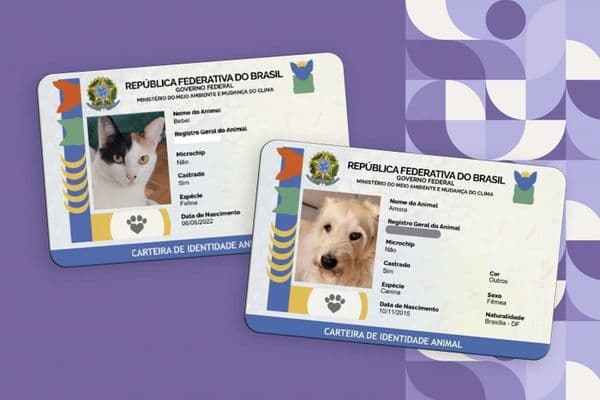 Gato de rua em área urbana, representando os felinos abandonados e o risco de esporotricose nas cidades brasileiras