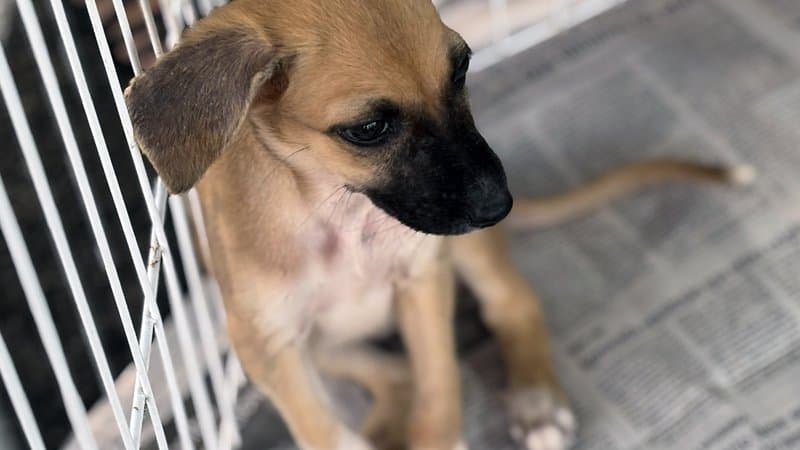 Cães e gatos resgatados aguardando adoção em evento da campanha Amigo Pet em Aracaju