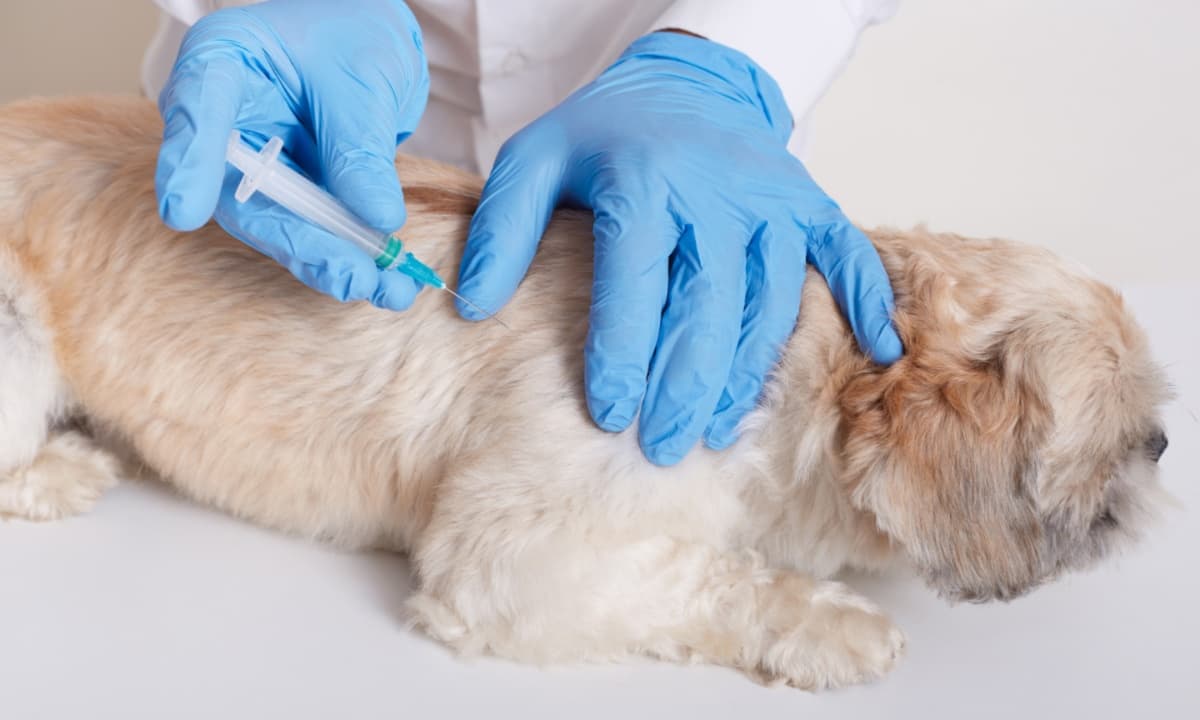 Tutor vacinando cachorro em posto de vacinação antirrábica gratuita