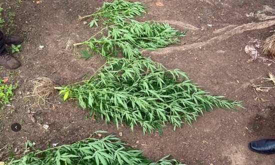 Policiais civis ao lado de pés de maconha apreendidos em quintal de residência em Carira, Sergipe