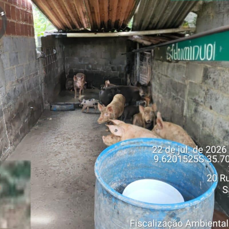 Fiscalização municipal interdita pocilga ilegal em área urbana de Maceió