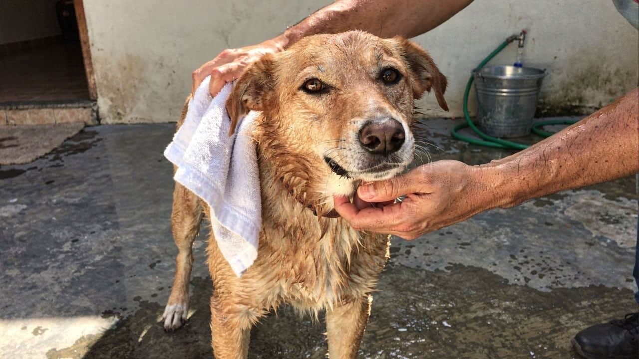 Frequência correta de banhos em cães preserva saúde da pele e pelagem - Imagem criada por inteligência artificial (ChatGPT / Olhar Digital)