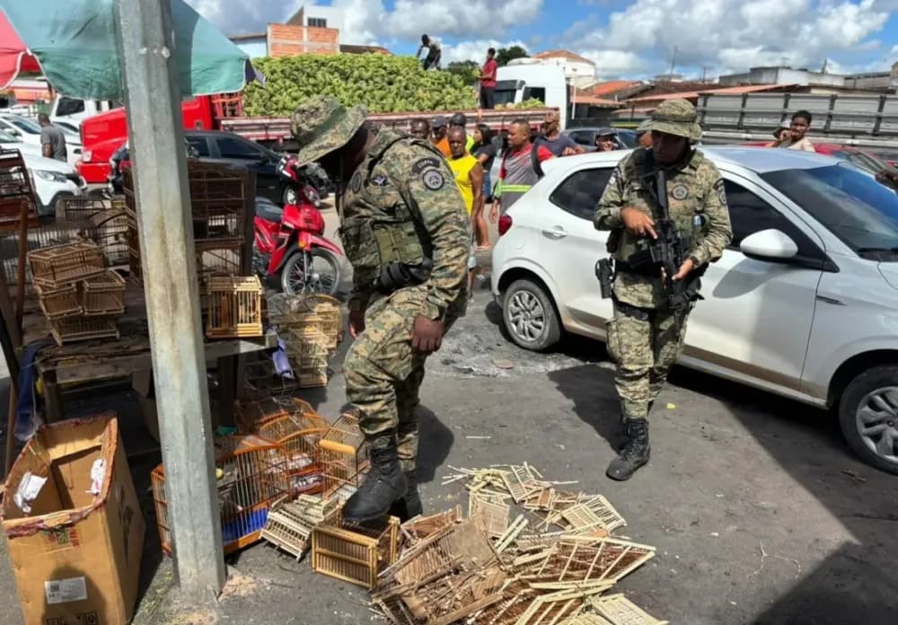 Aves silvestres resgatadas em gaiolas durante operação policial na Bahia
