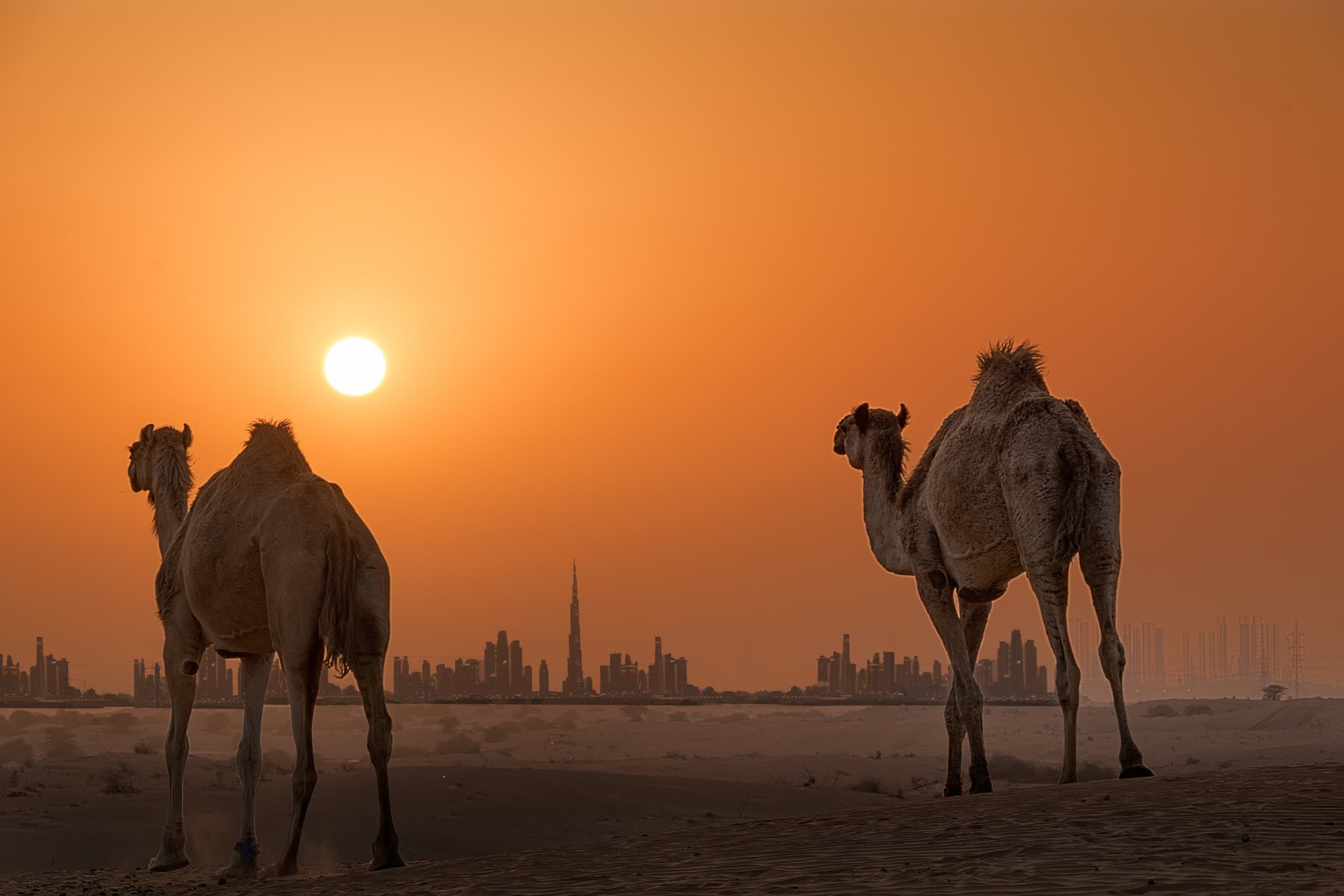 (Imagem: ATEF_MS80/Shutterstock)