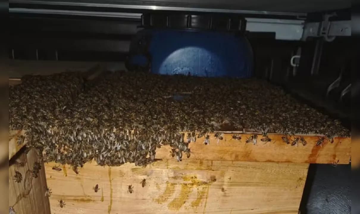 Quinze pessoas ficam feridas após ataque de abelhas na Bahia.