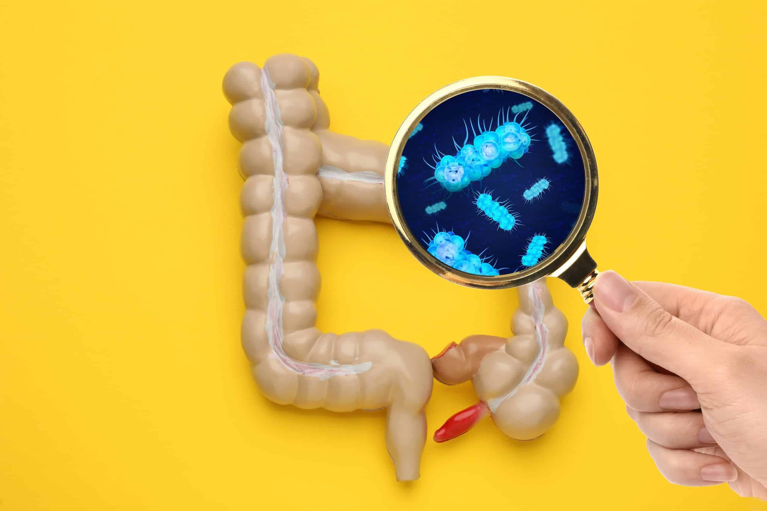 Pesquisadores mapeiam por que algumas bactérias intestinais são mais favoráveis à saúde (Imagem: New Africa / Shutterstock)