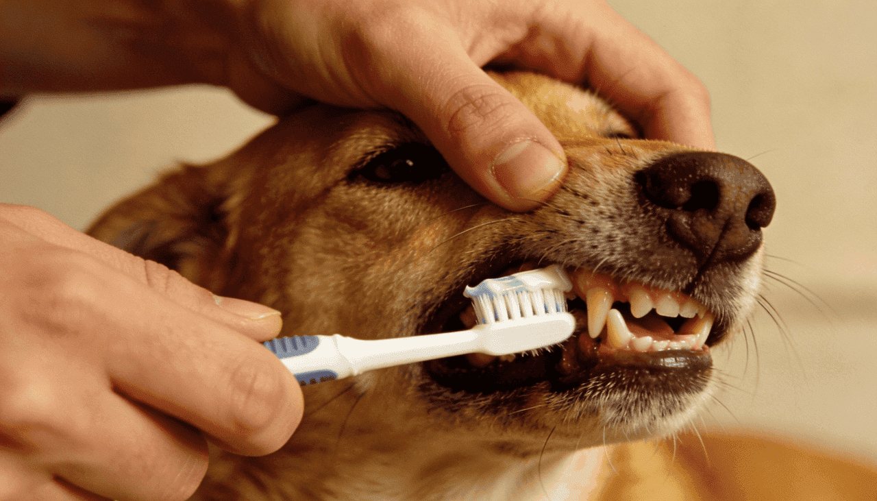 Escovar os dentes do pet protege a saúde e evita doenças graves – (Imagem gerada por inteligência artificial-ChatGPT/Olhar Digital)