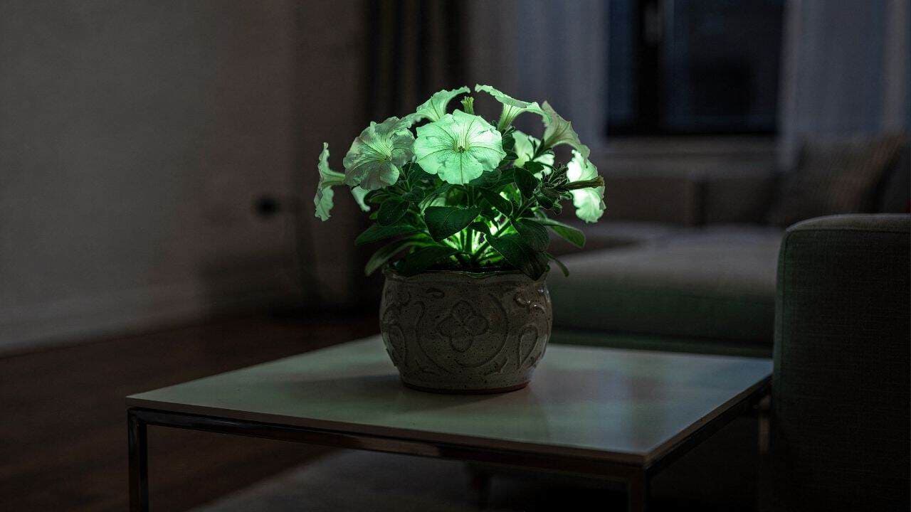 Petúnia bioluminescente une biotecnologia e decoração sustentável sem consumo elétrico - Imagem criada por inteligência artificial. (ChatGPT / Olhar Digital).