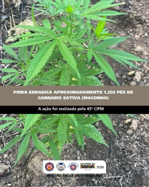 Policiais militares da 45ª CIPM durante operação de erradicação de maconha na zona rural de Curaçá, Bahia