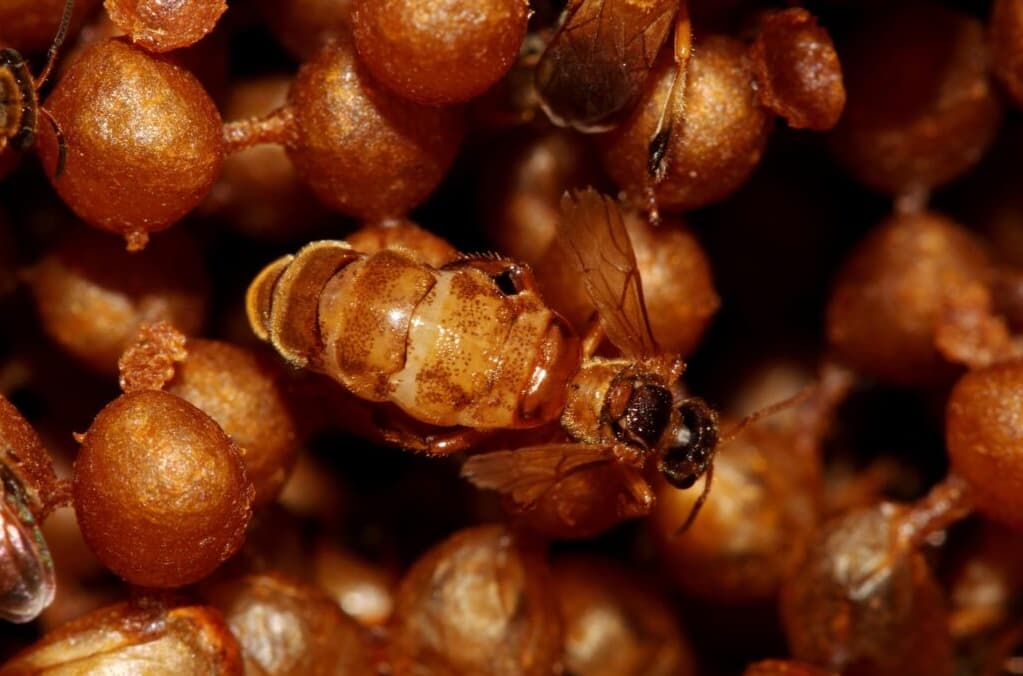 Meliponário com caixas de abelhas nativas sem ferrão na Caatinga baiana