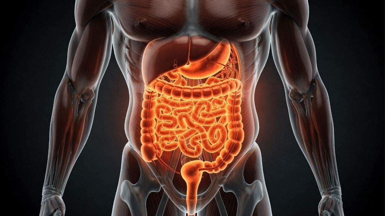 Queimar gordura visceral reduz inflamações e melhora o funcionamento de órgãos vitais do corpo - Imagem criada por inteligência artificial (ChatGPT / Olhar Digital)