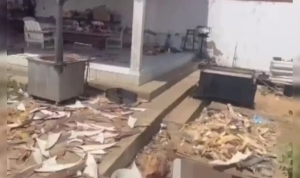 Barbatanas estavam em um imóvel na zona rural de Rodelas.