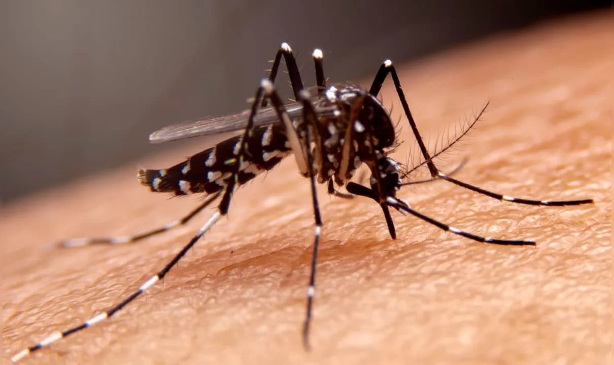 Casos de dengue na Bahia têm redução em 2025. 