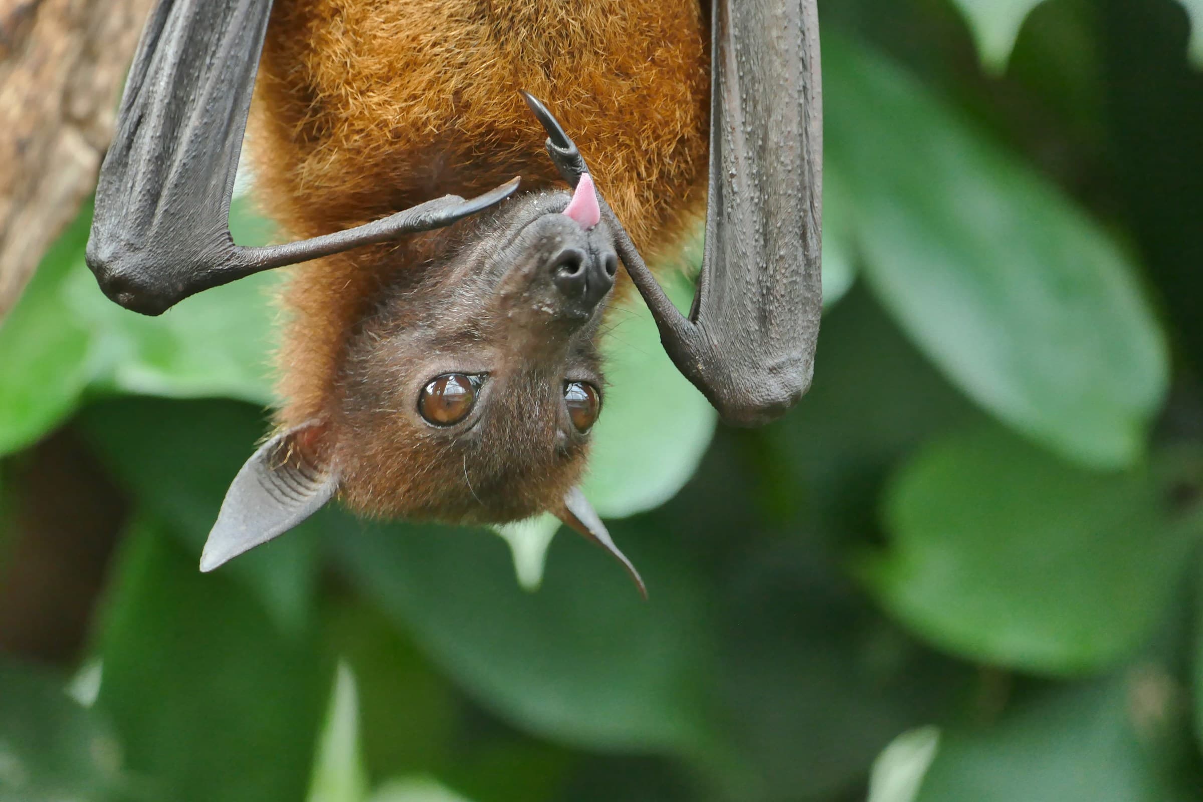 Morcego do gênero Pteropus, que carrega o vírus Nipah dentro do organismo (Reprodução:
Peter Neumann/Unsplash)
