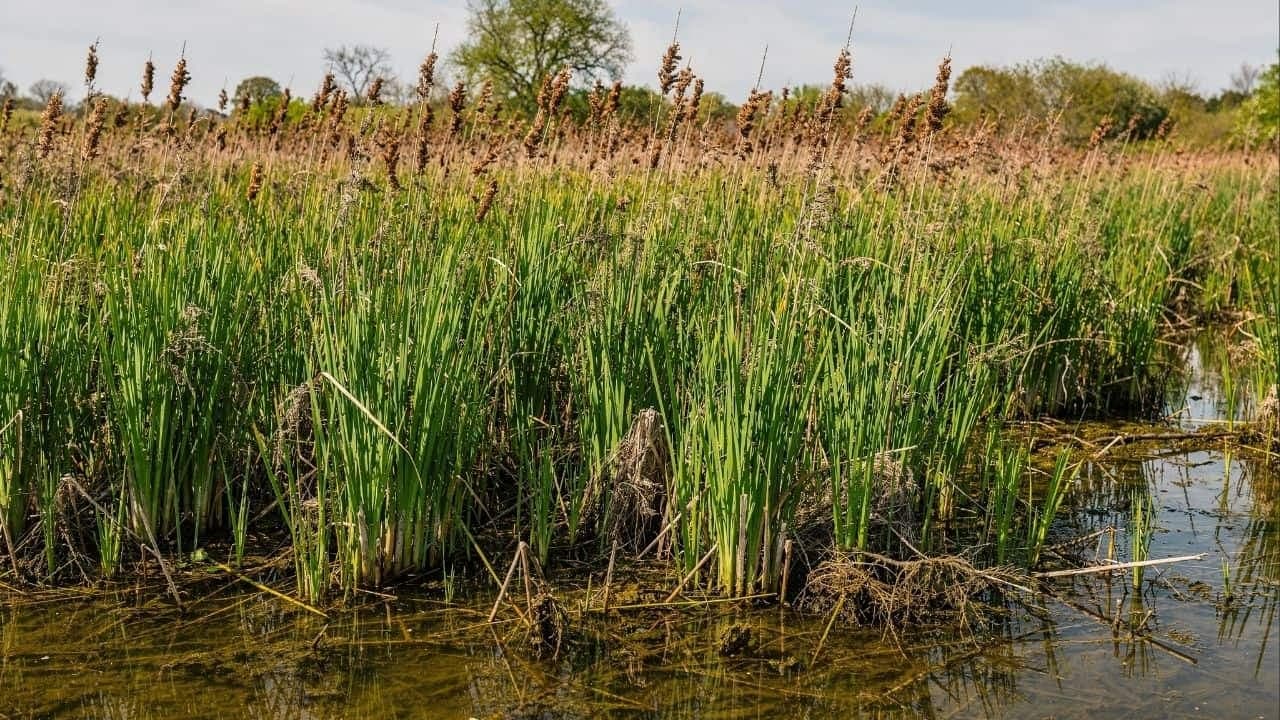 Planta taboa oferece alimento perene, altamente produtivo e essencial para segurança alimentar - Imagem gerada por inteligência artificial. (ChatGPT / Olhar Digital)