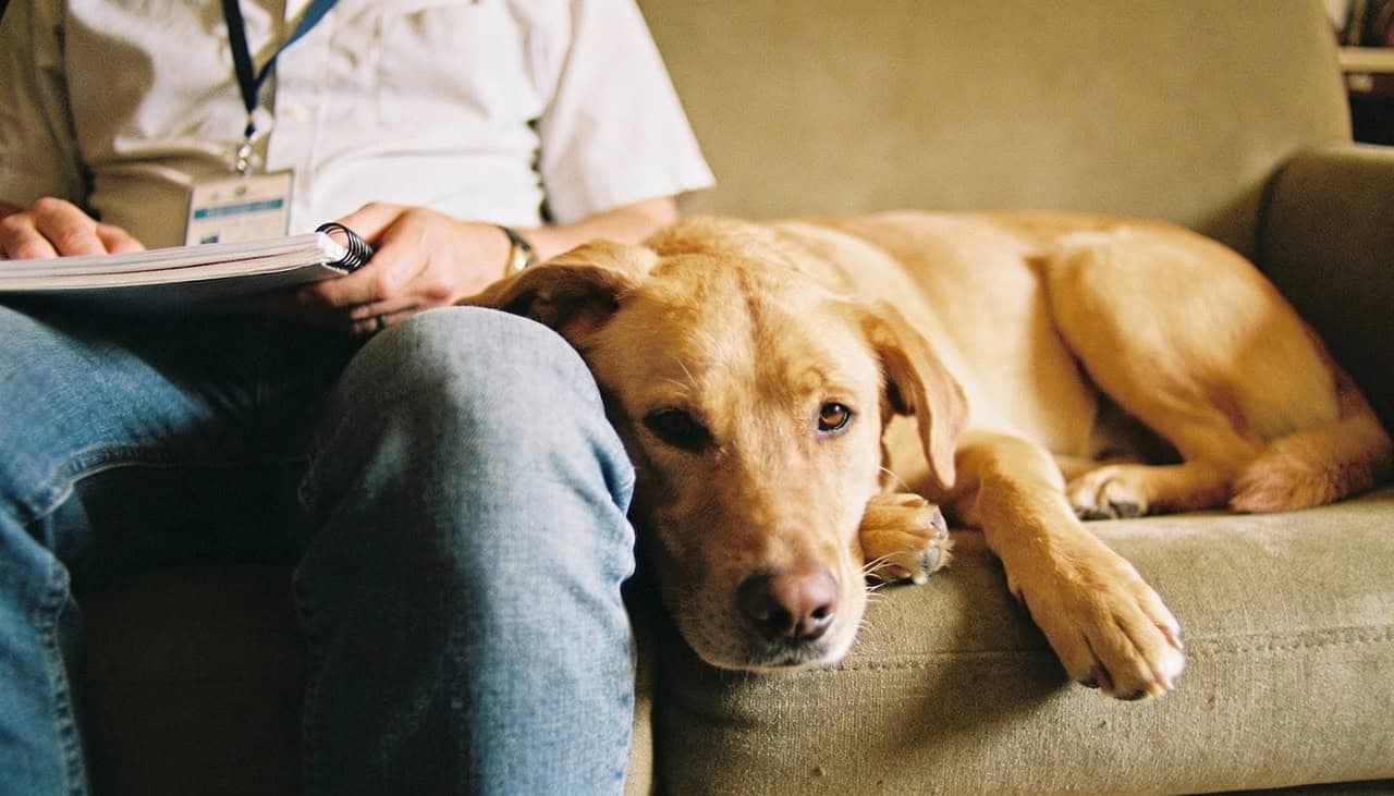 Cachorros conseguem sentir o estresse humano pelo cheiro e se aproximam para oferecer conforto - (Imagem gerada por
inteligência artificial-ChatGPT/Olhar Digital)